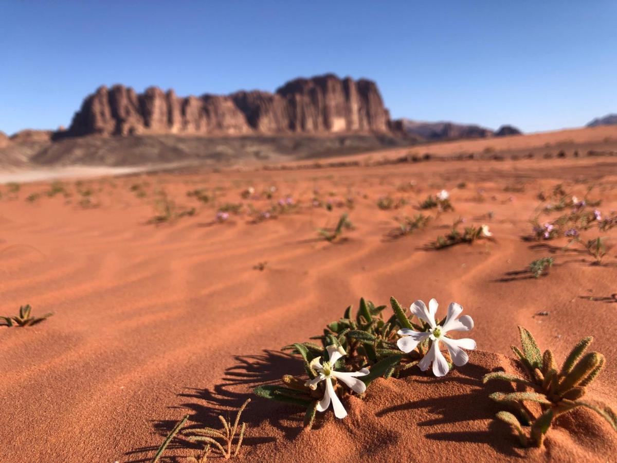 Hotel Salem Camp Wadi Rum Exteriér fotografie